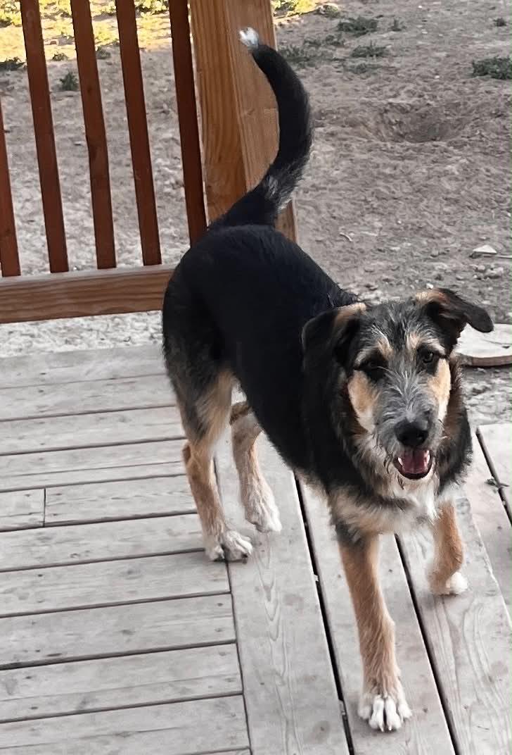 Enlarge Huck Sassy's pup, a Adoptable German Shepherd Dog in Jerome, ID image 2/3