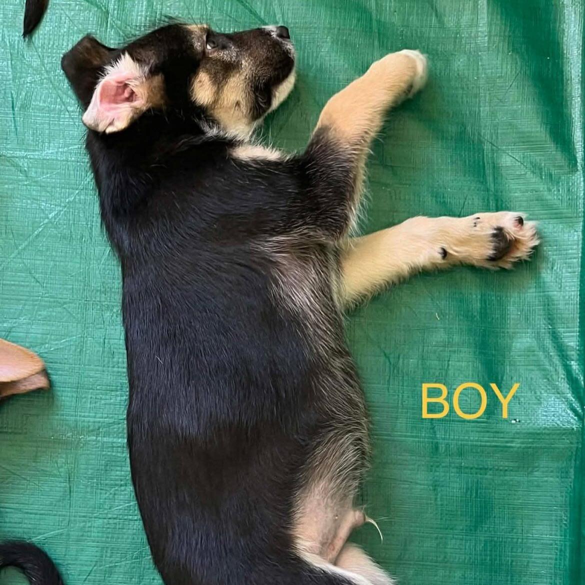 Enlarge Huck Sassy's pup, a Adoptable German Shepherd Dog in Jerome, ID image 3/3