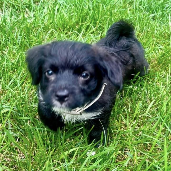 Enlarge Buzz, a Adoptable mixed breed in Hillsborough, NJ image 2/2