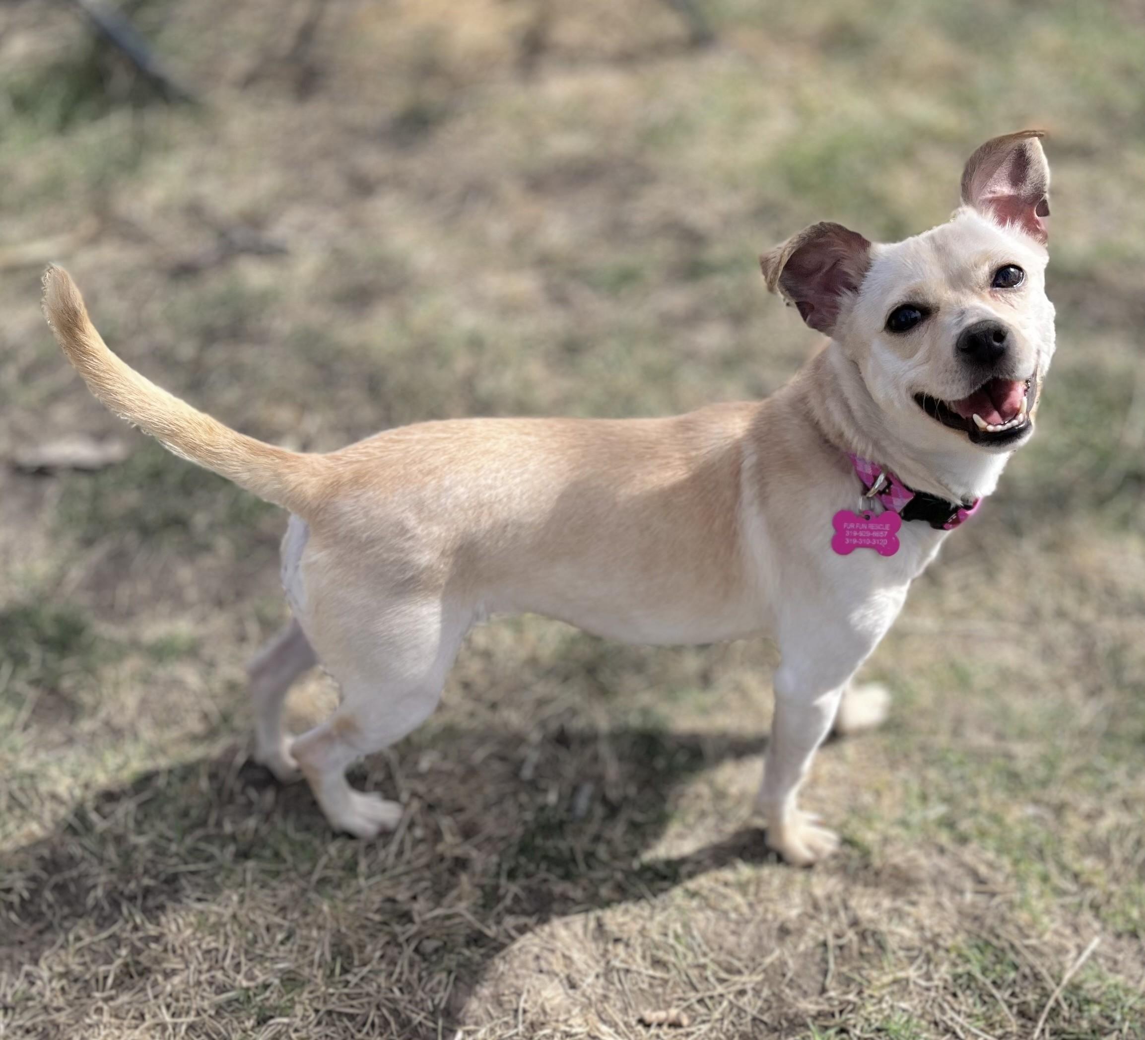 Enlarge Millie, a ADOPTABLE mixed breed in Lisbon, IA image 3/6
