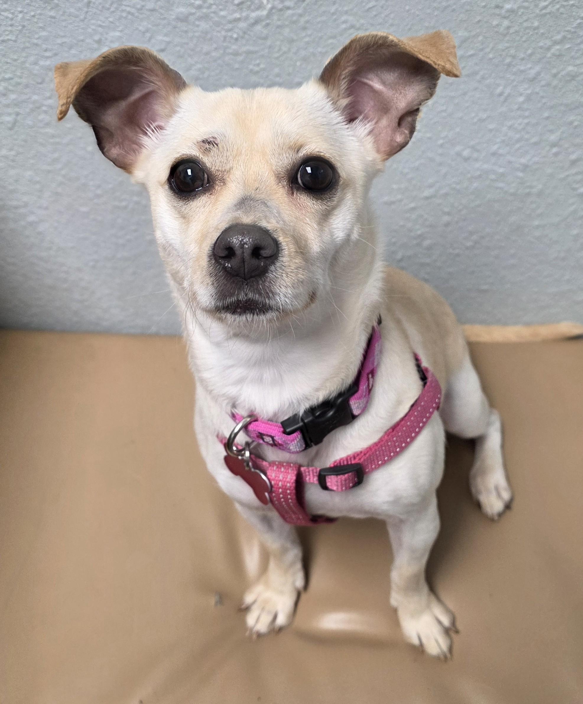 Enlarge Millie, a ADOPTABLE mixed breed in Lisbon, IA image 6/6