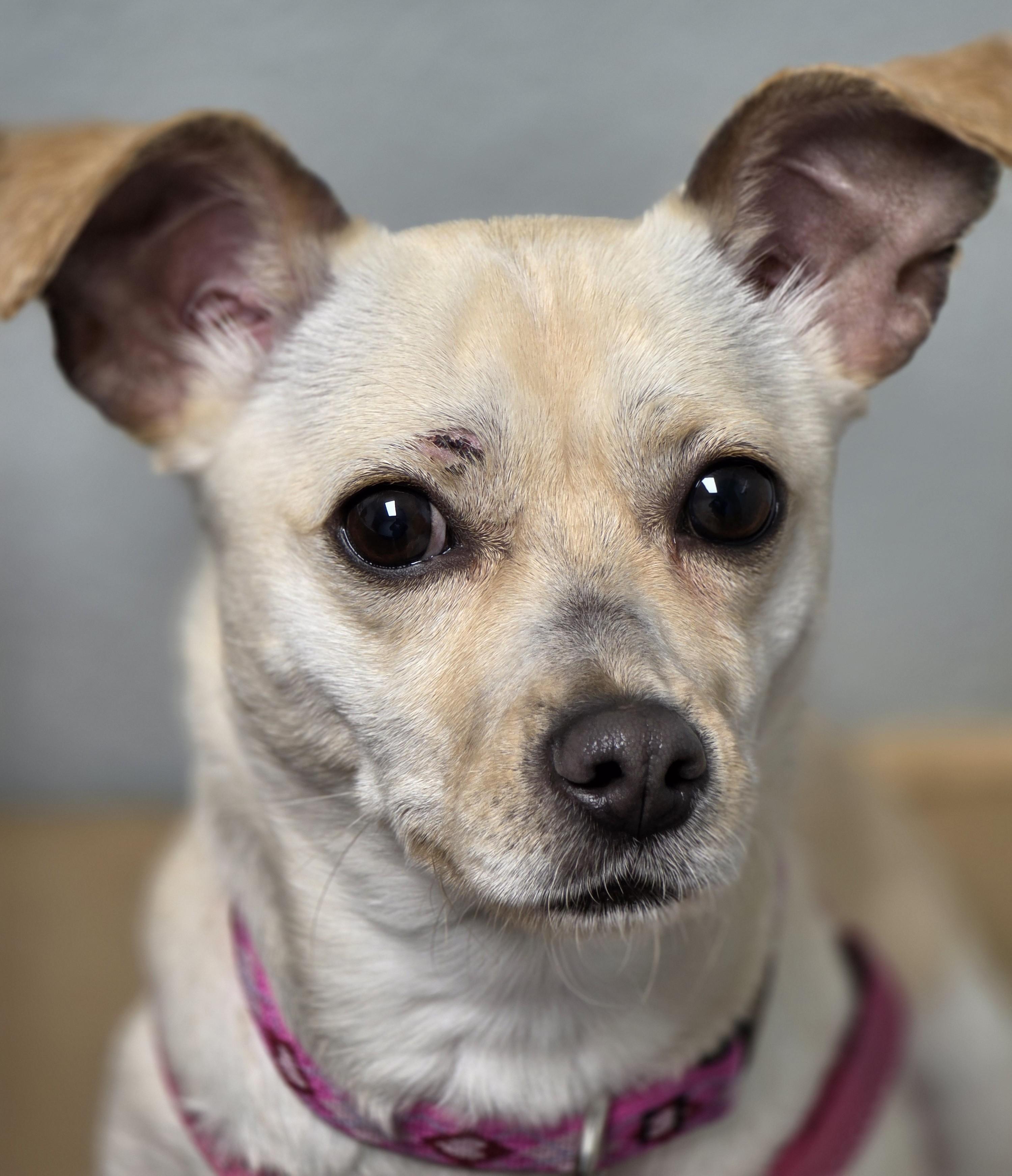 Enlarge Millie, a ADOPTABLE mixed breed in Lisbon, IA image 2/6