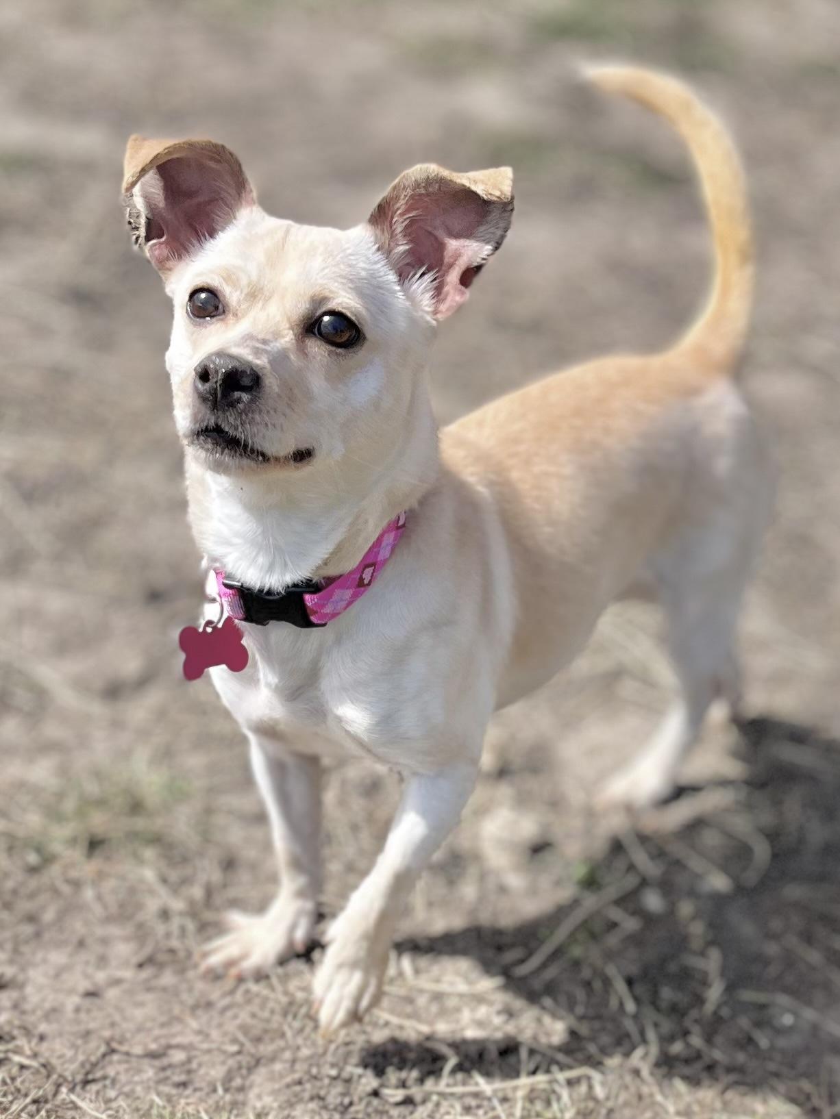Millie, ADOPTABLE, Adult Female Chihuahua.
