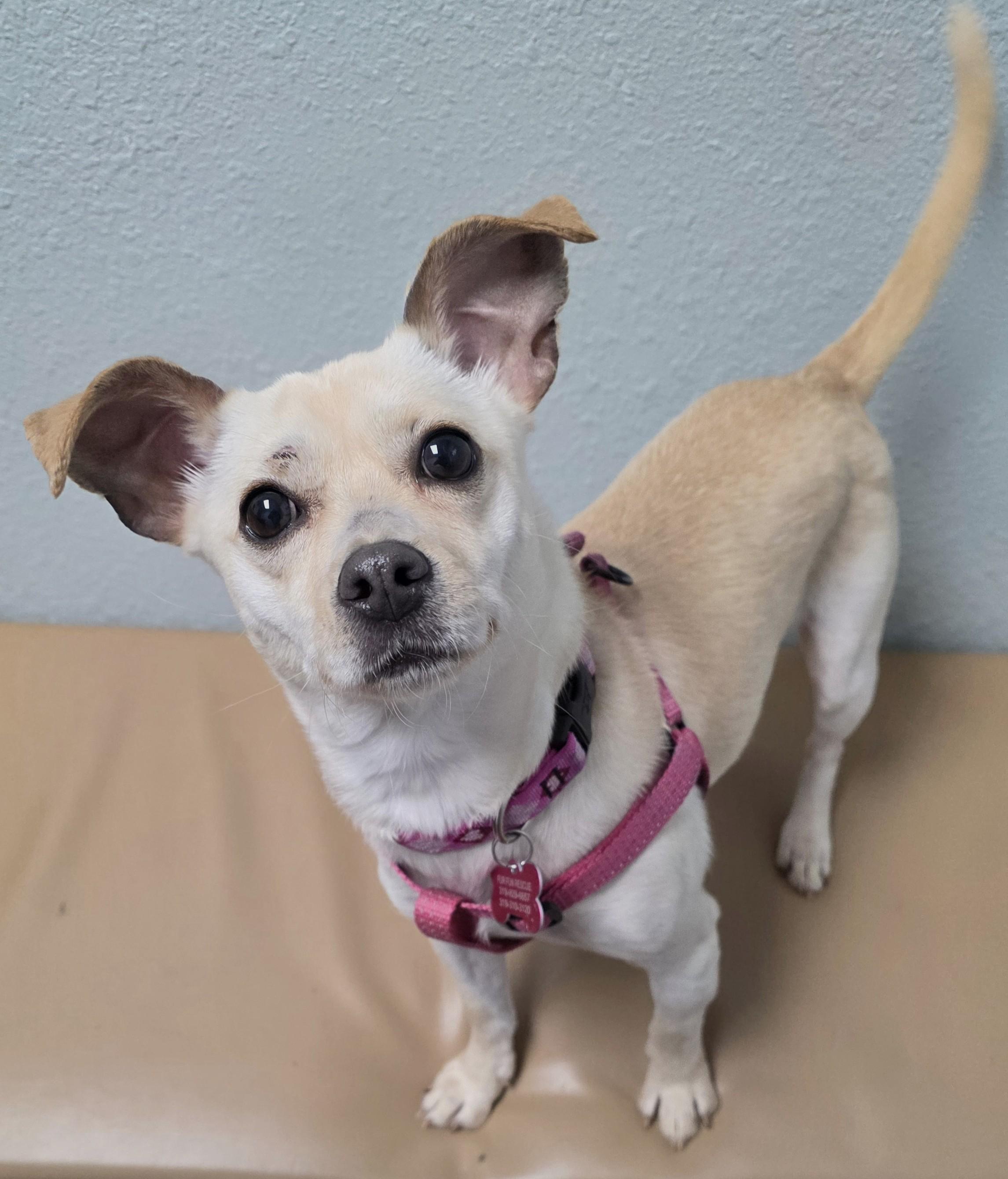 Enlarge Millie, a ADOPTABLE mixed breed in Lisbon, IA image 4/6