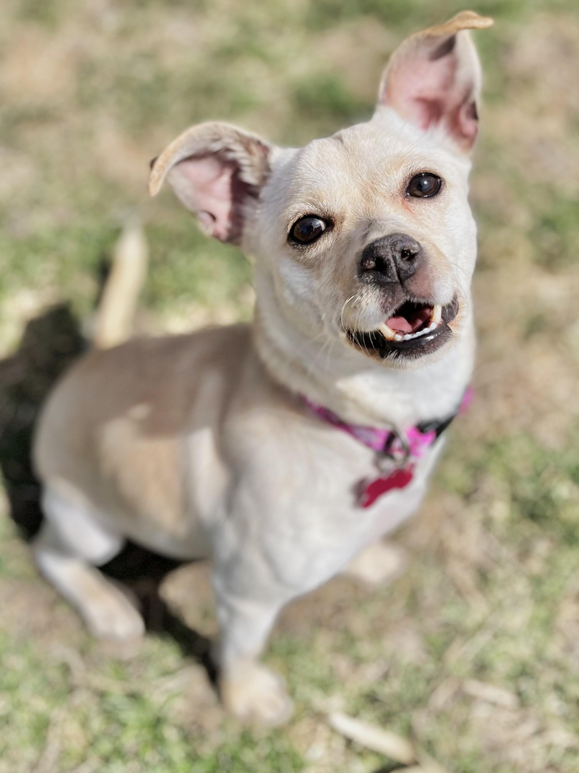 Enlarge Millie, a ADOPTABLE mixed breed in Lisbon, IA image 5/6