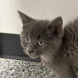 Enlarge Mikey, an adopted Domestic Short Hair in Bryan, OH image 1/4