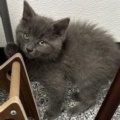 Enlarge Mikey, an adopted Domestic Short Hair in Bryan, OH image 2/4