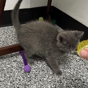 Enlarge Mikey, an adopted Domestic Short Hair in Bryan, OH image 3/4