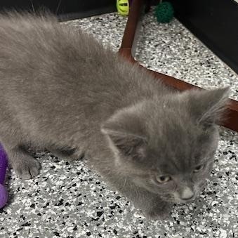 Enlarge Mikey, an adopted Domestic Short Hair in Bryan, OH image 4/4