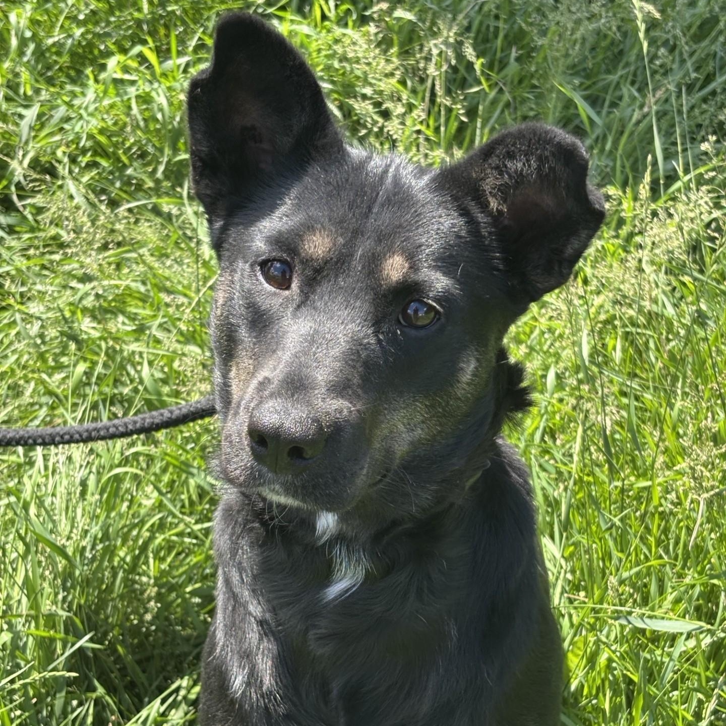 Enlarge Wheezie, an adoptable mixed breed in Winnipeg, MB image 2/4
