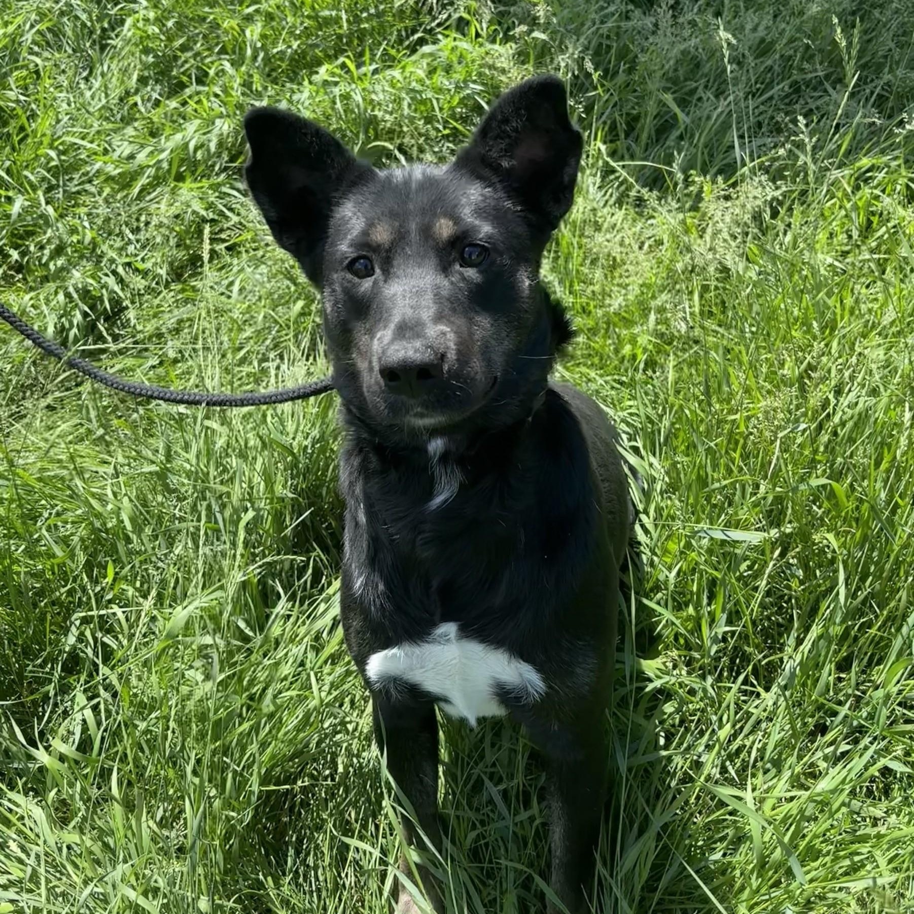 Enlarge Wheezie, an adoptable mixed breed in Winnipeg, MB image 4/4