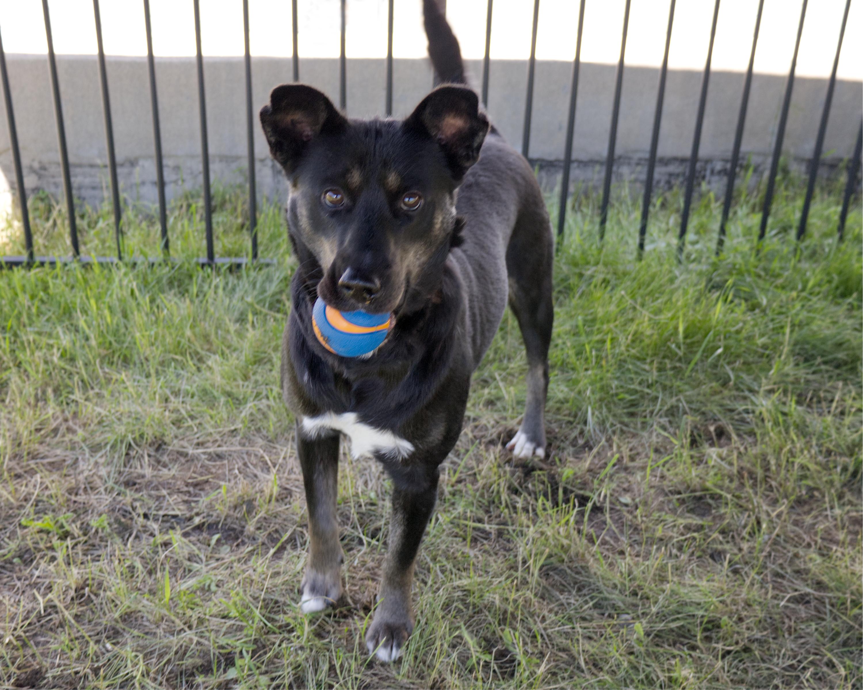 Enlarge Wheezie, an adoptable mixed breed in Winnipeg, MB image 3/4