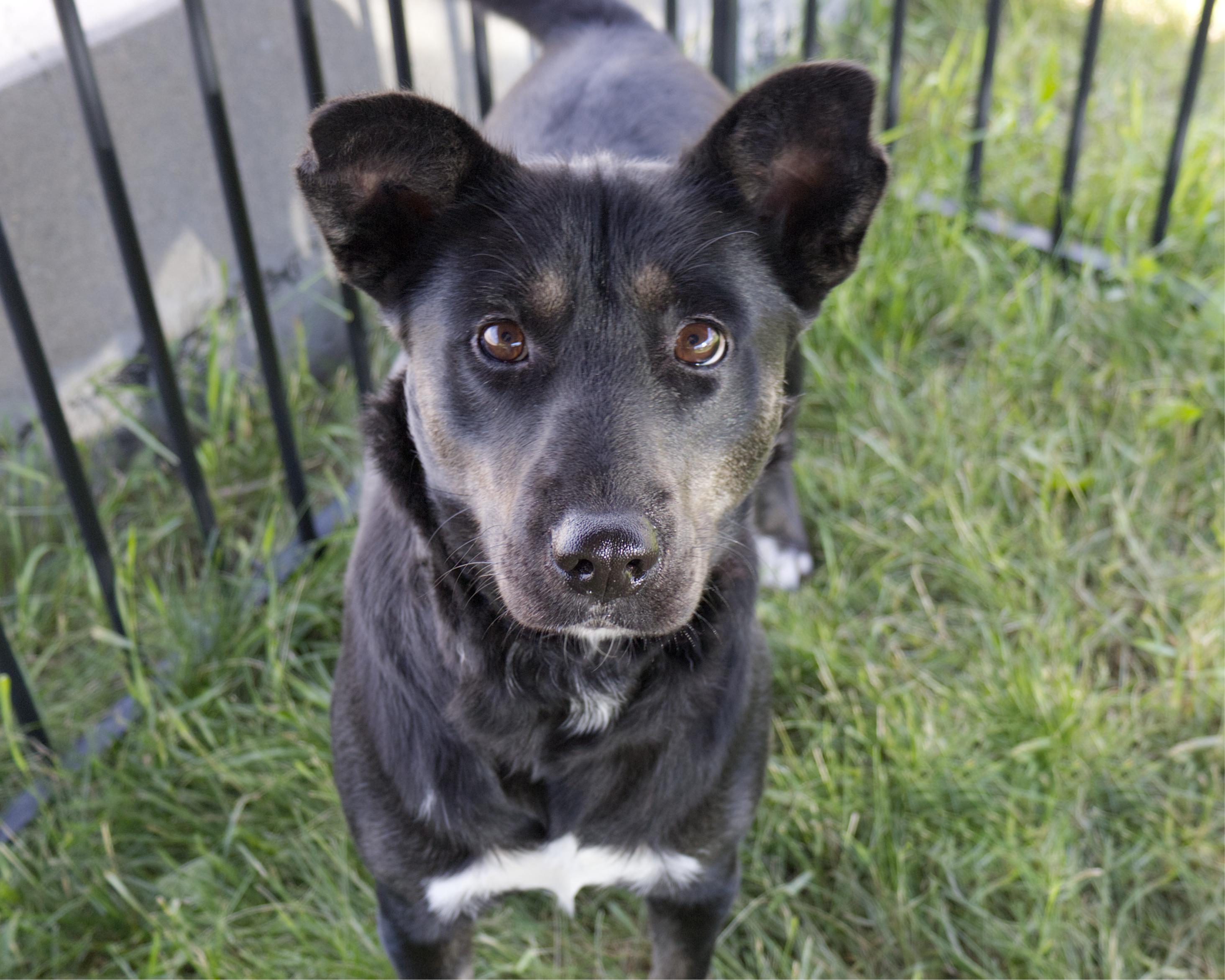 Enlarge Wheezie, an adoptable mixed breed in Winnipeg, MB image 1/4