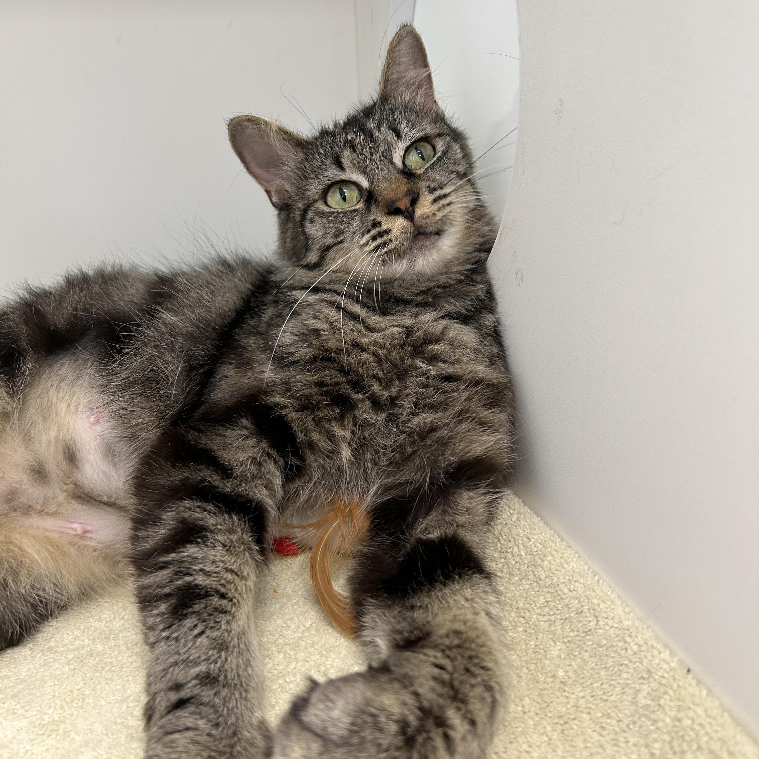 Sage, Adoptable, Adult Female Domestic Long Hair.