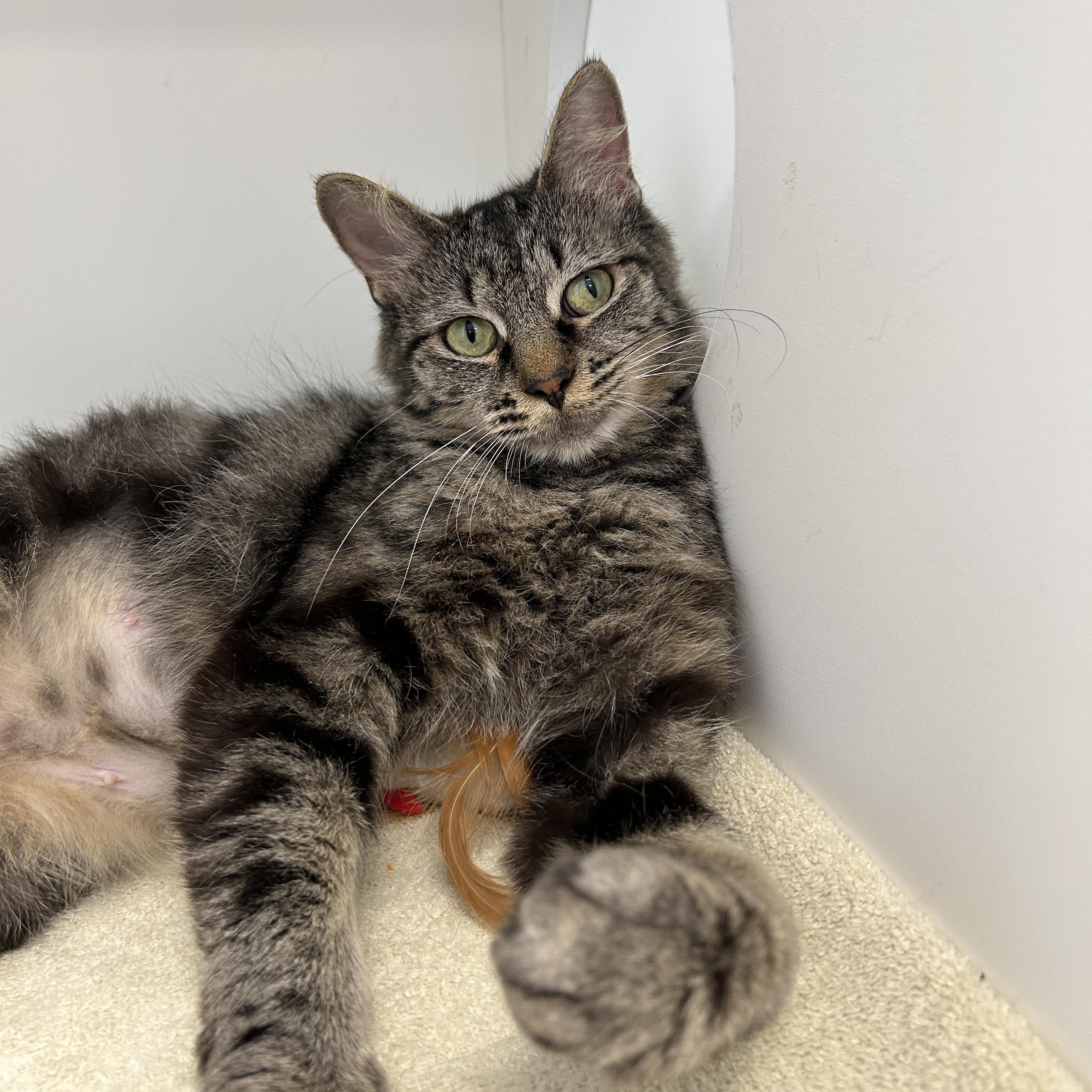 Enlarge Sage, a Adoptable Domestic Long Hair in La Grange Park, IL image 3/3