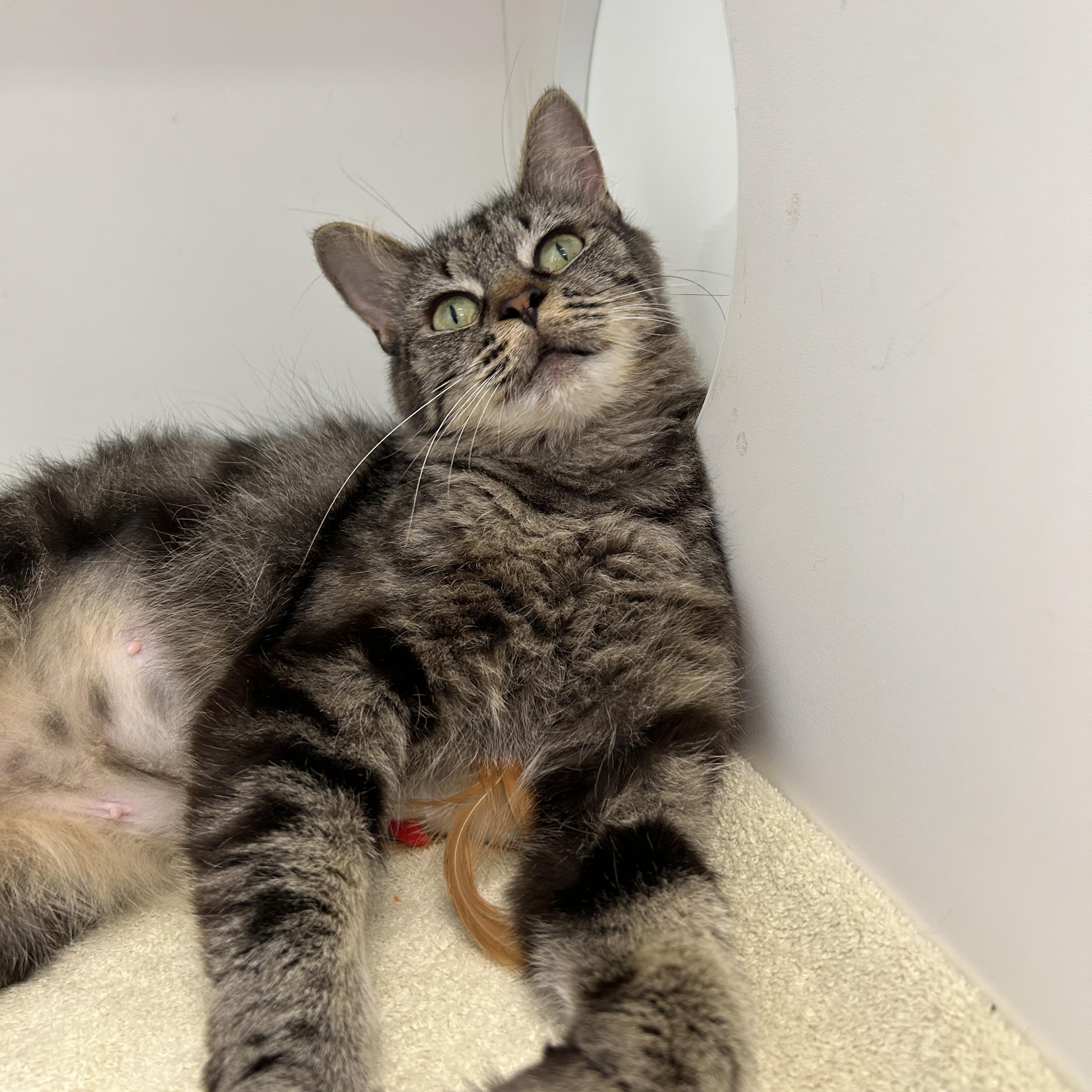 Enlarge Sage, a Adoptable Domestic Long Hair in La Grange Park, IL image 2/3