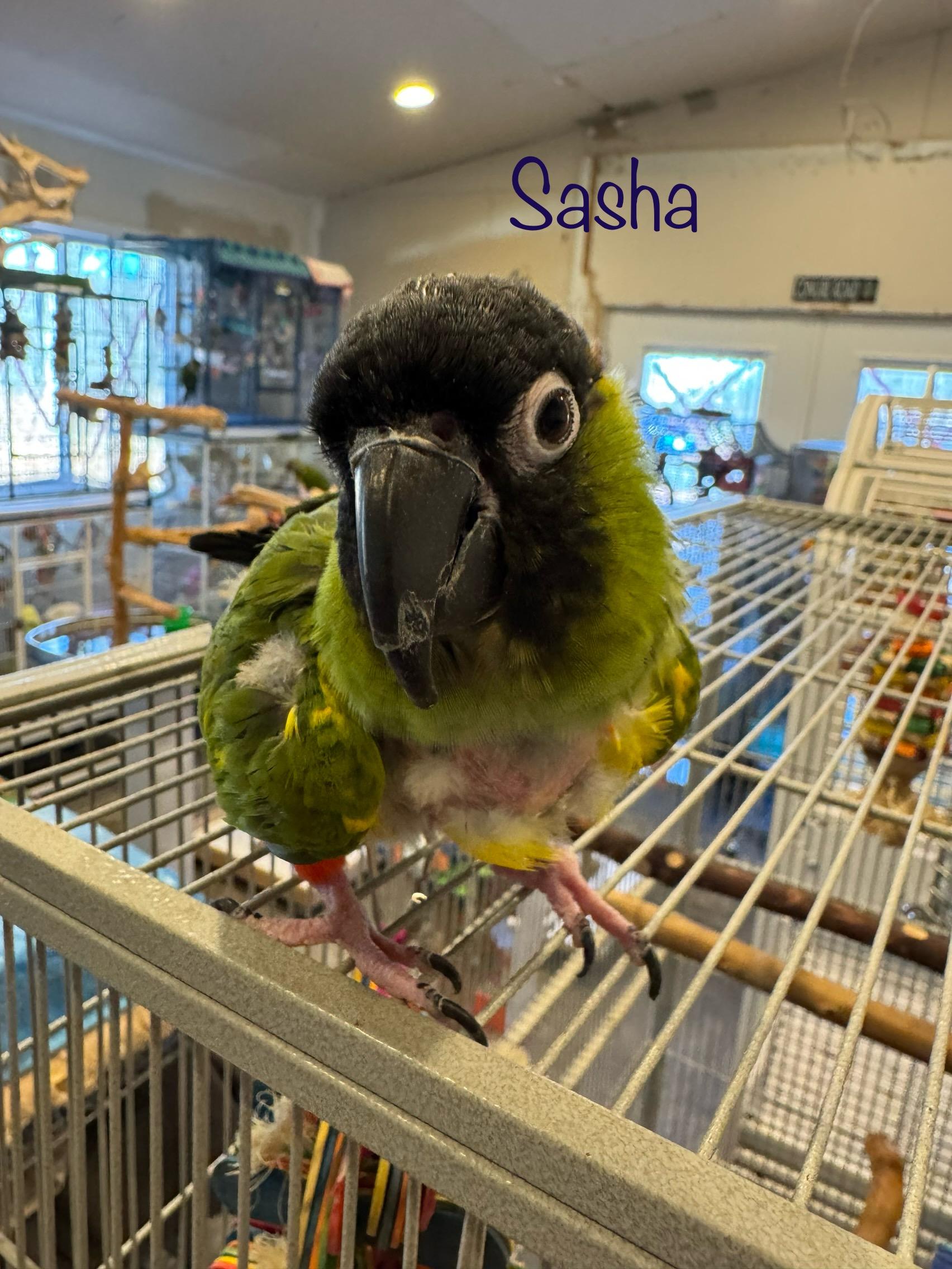 Enlarge Sasha, a Adoptable Conure in Blairstown, NJ image 1/1