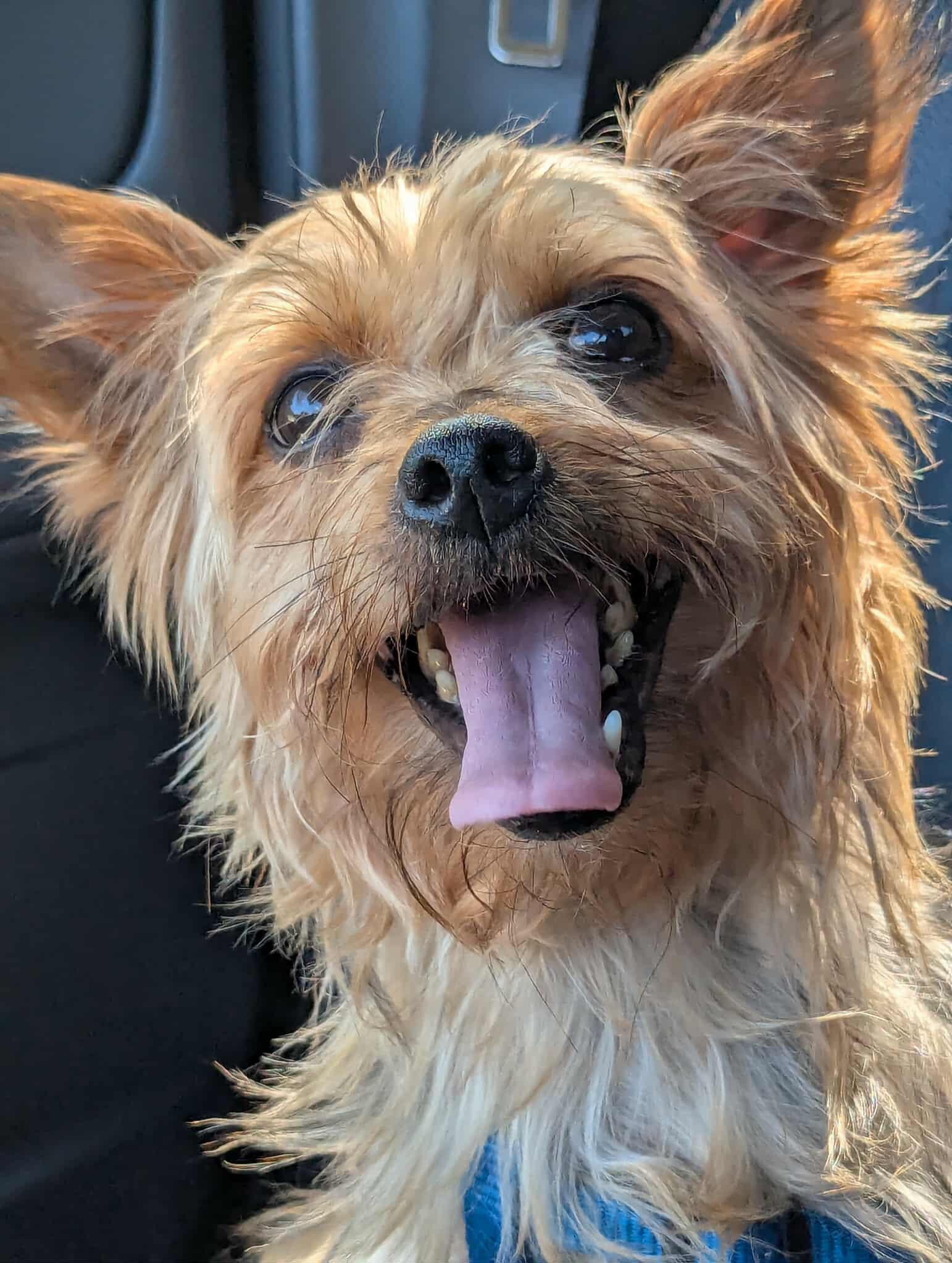 Location Knoxville TN transport to an approved home in most areas Pop-tart Poppy for short Yor