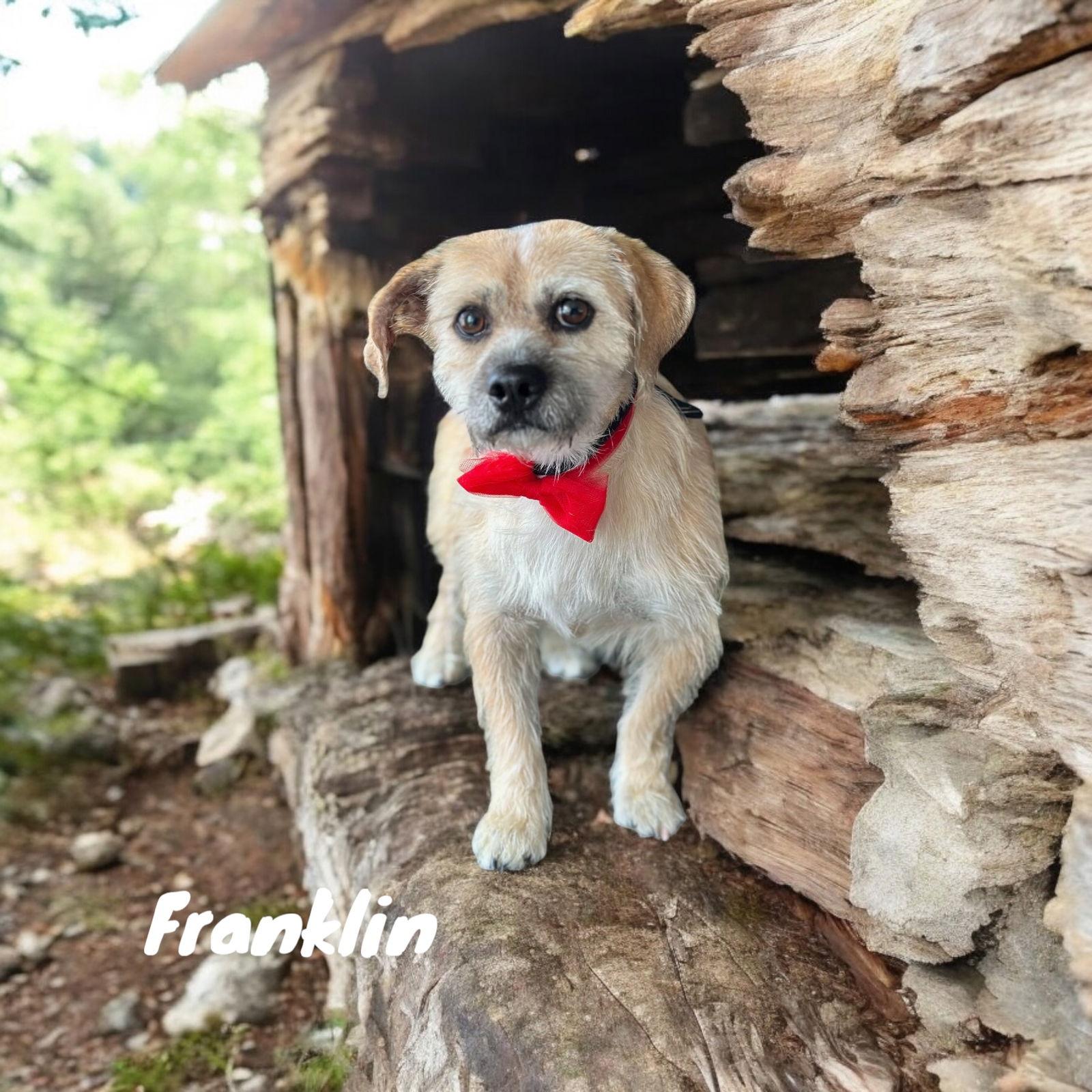 Enlarge Franklin, a Adoptable mixed breed in Orange, CA image 1/1