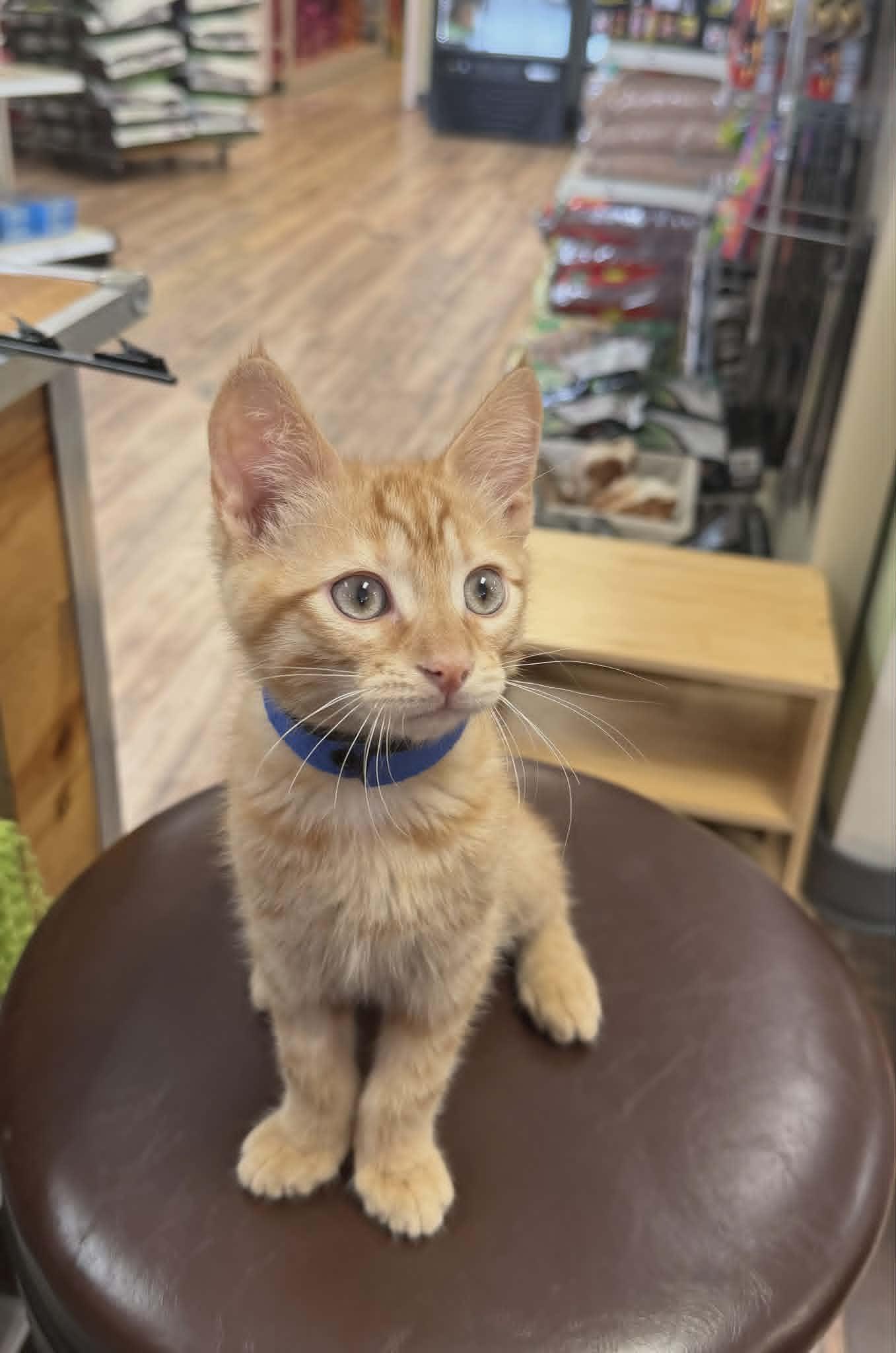 Ranch, Adoptable, Kitten Male American Shorthair.