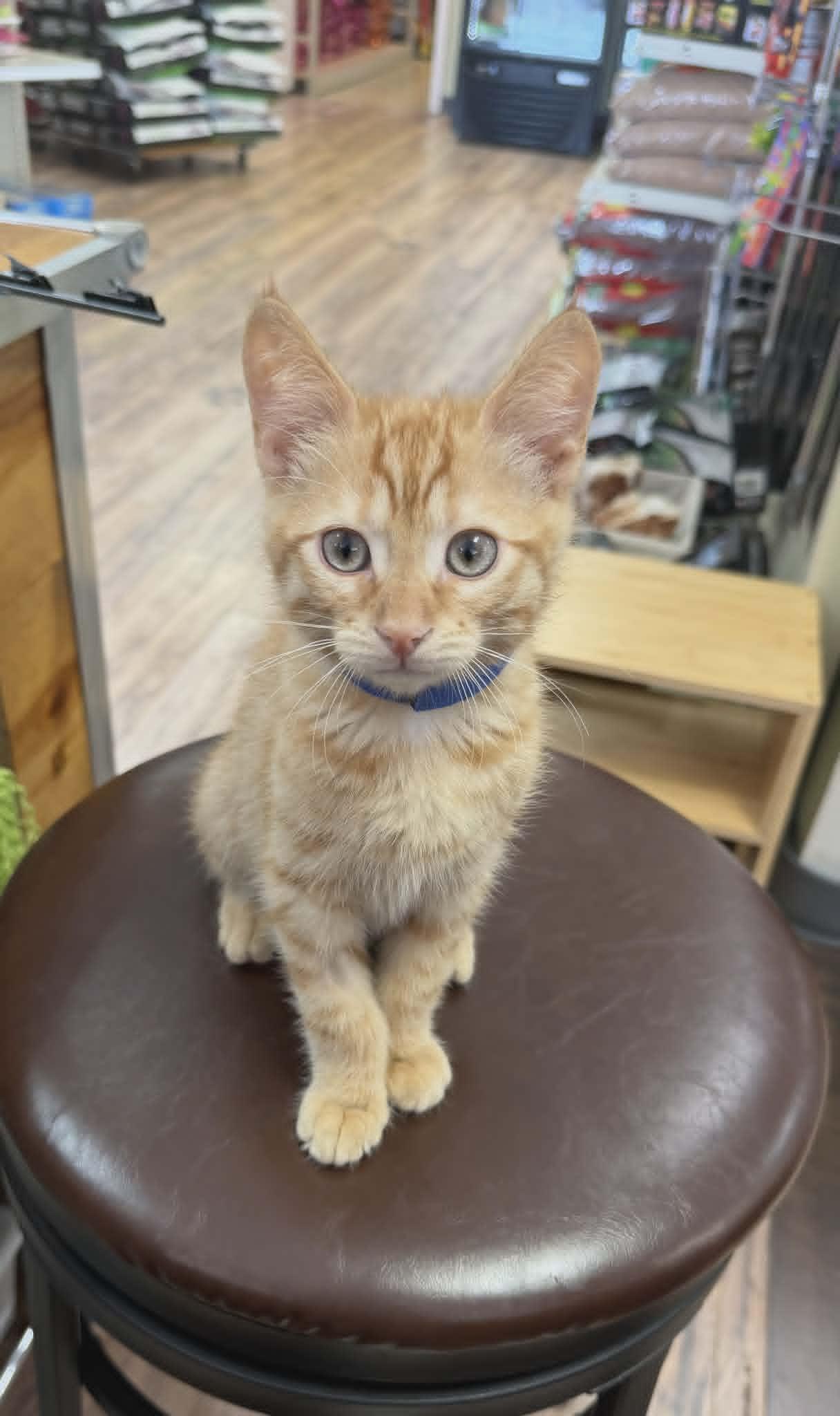 Enlarge Ranch, a Adoptable American Shorthair in Fort Thomas, KY image 2/2