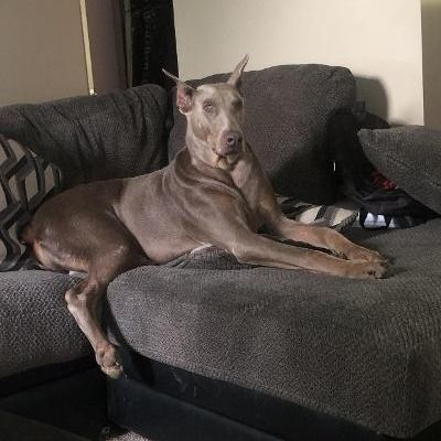 Enlarge Hydro, a Adopted Doberman Pinscher in Fleetwood, PA image 1/6