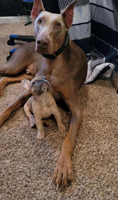 Enlarge Hydro, a Adopted Doberman Pinscher in Fleetwood, PA image 2/6