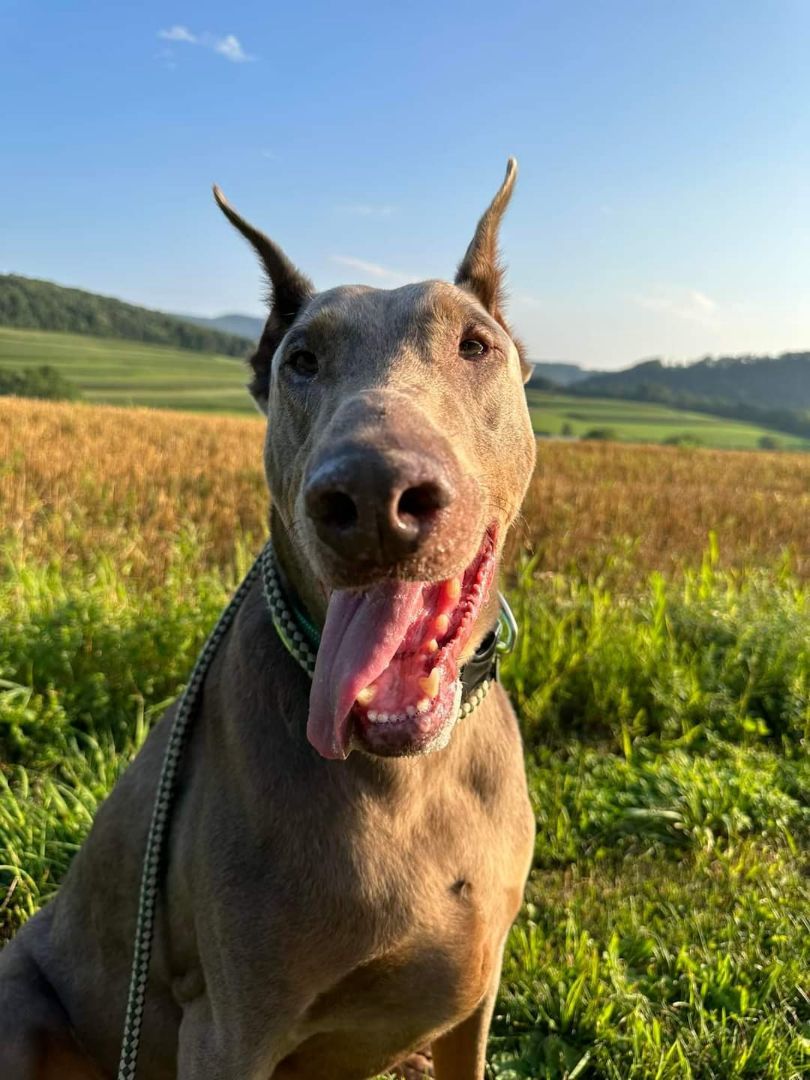Enlarge Hydro, a Adopted Doberman Pinscher in Fleetwood, PA image 3/6