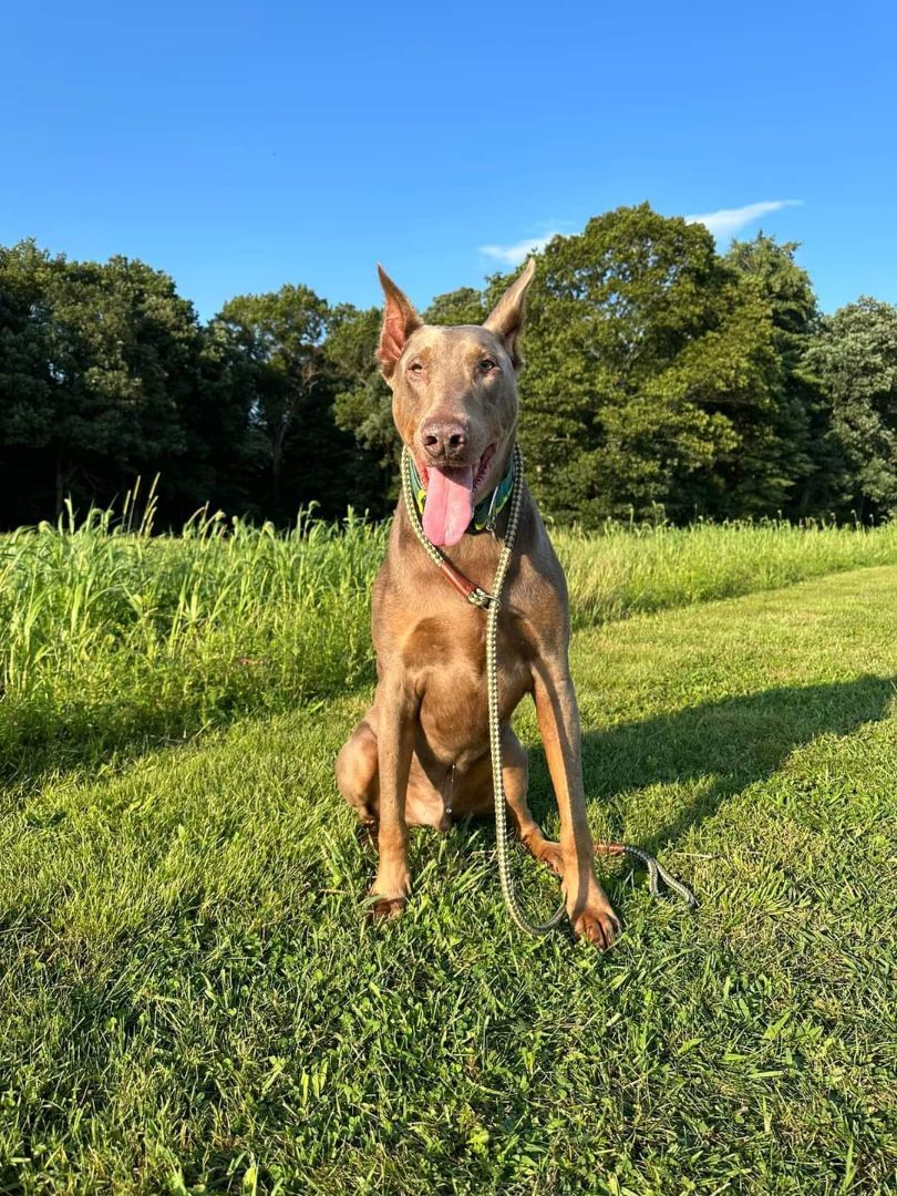 Enlarge Hydro, a Adopted Doberman Pinscher in Fleetwood, PA image 4/6