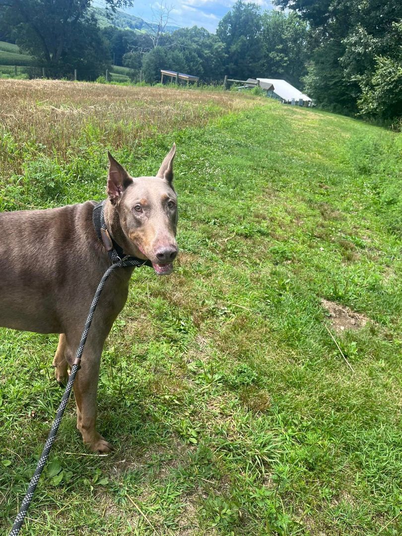 Enlarge Hydro, a Adopted Doberman Pinscher in Fleetwood, PA image 5/6