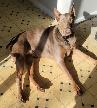 Enlarge Hydro, a Adopted Doberman Pinscher in Fleetwood, PA image 6/6
