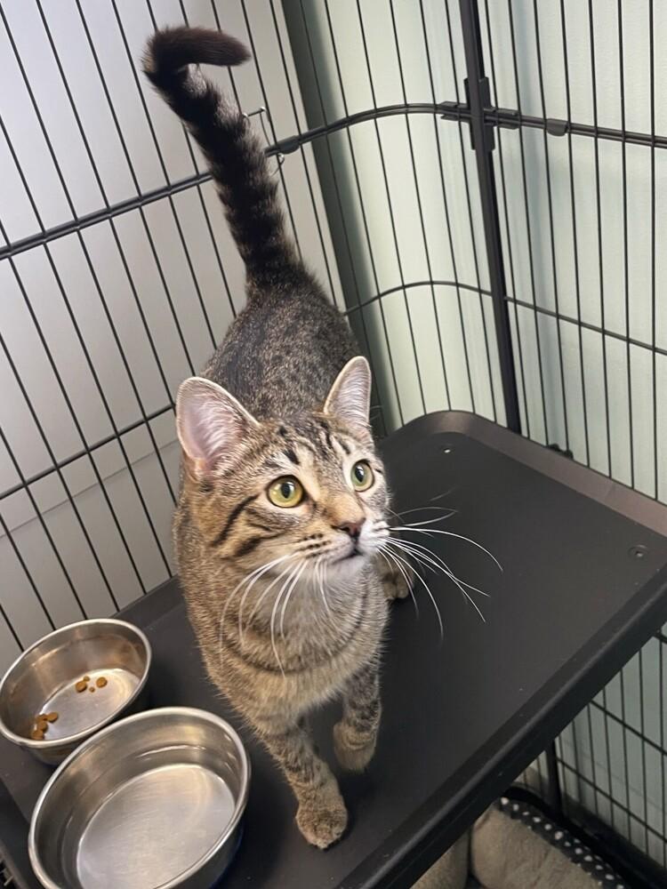 Enlarge Skittles, a Adoptable Domestic Short Hair in Trenton, ME image 1/2