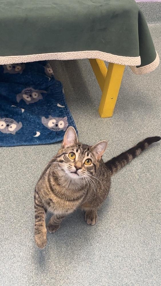 Enlarge Skittles, a Adoptable Domestic Short Hair in Trenton, ME image 2/3