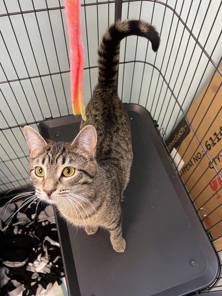 Enlarge Skittles, a Adoptable Domestic Short Hair in Trenton, ME image 2/2