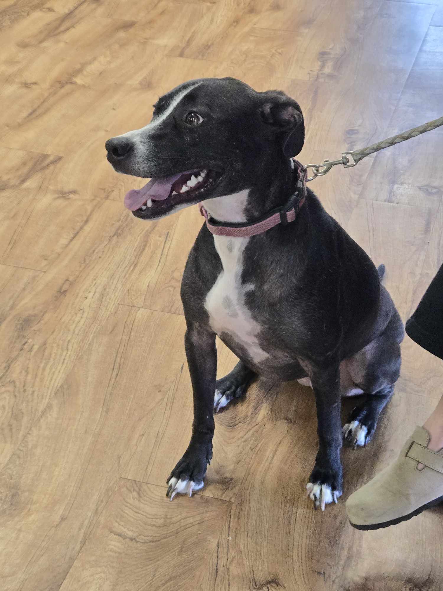 Stella Luna, Adoptable, Adult Female Black Labrador Retriever & Border Collie.