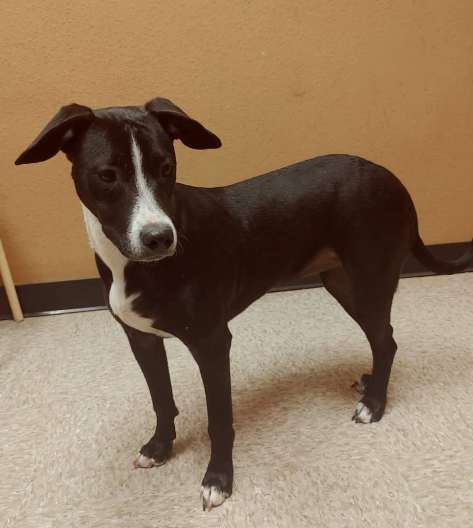 Enlarge Stella Luna, a Adoptable mixed breed image 2/3