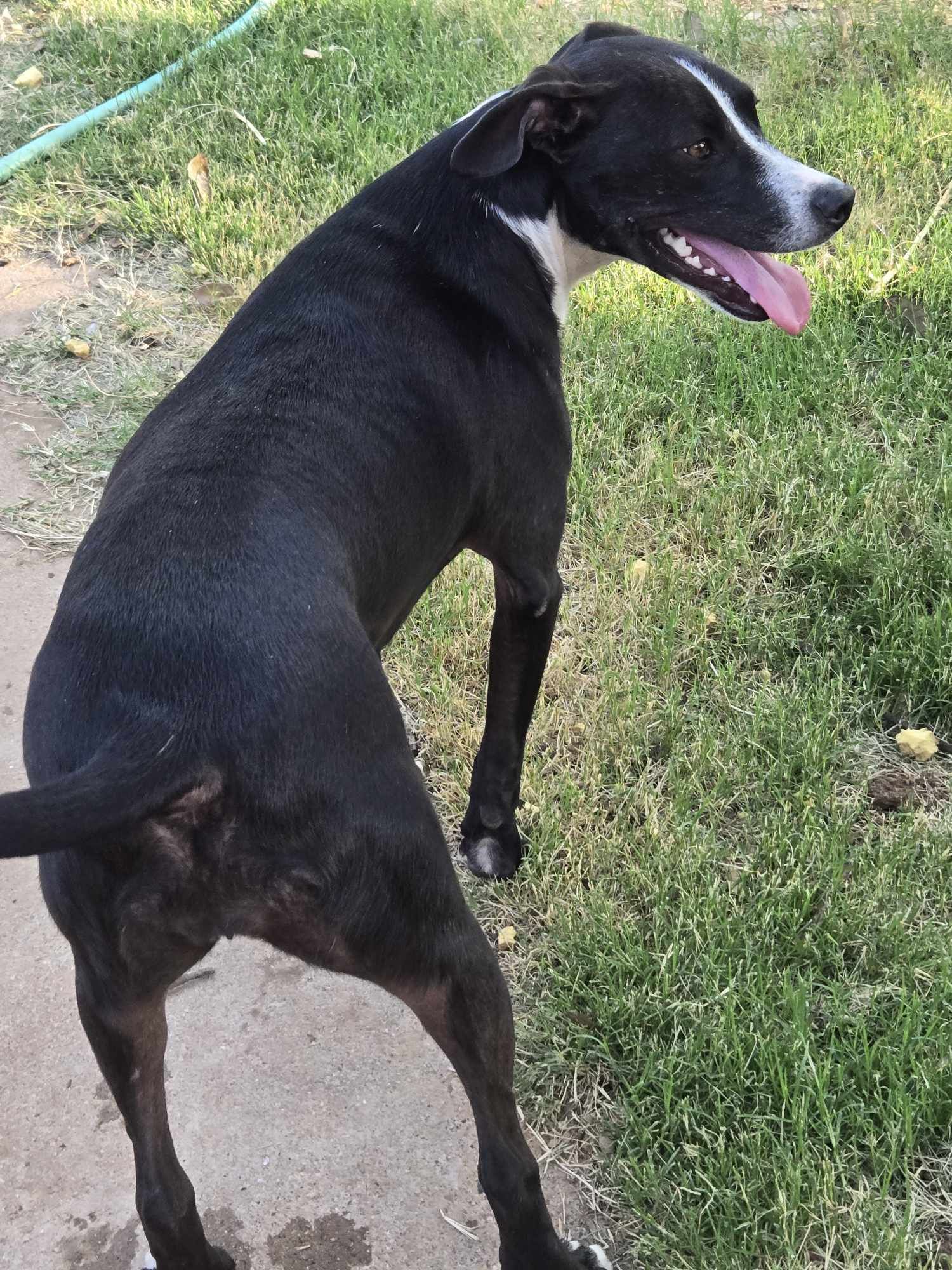 Enlarge Stella Luna, a Adoptable mixed breed image 3/3