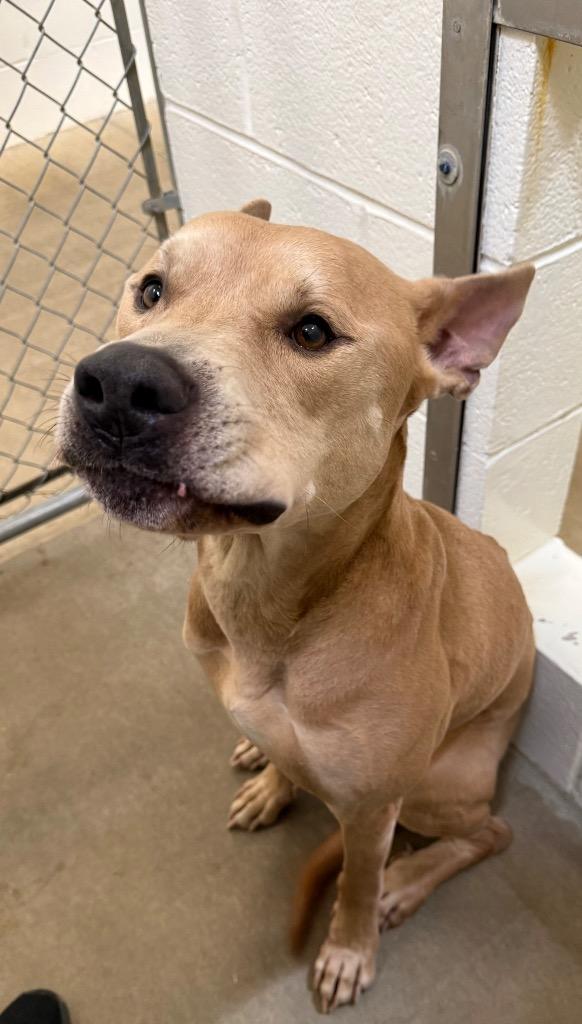 Scooby, Adoptable, Adult Male Pit Bull Terrier & Mixed Breed.