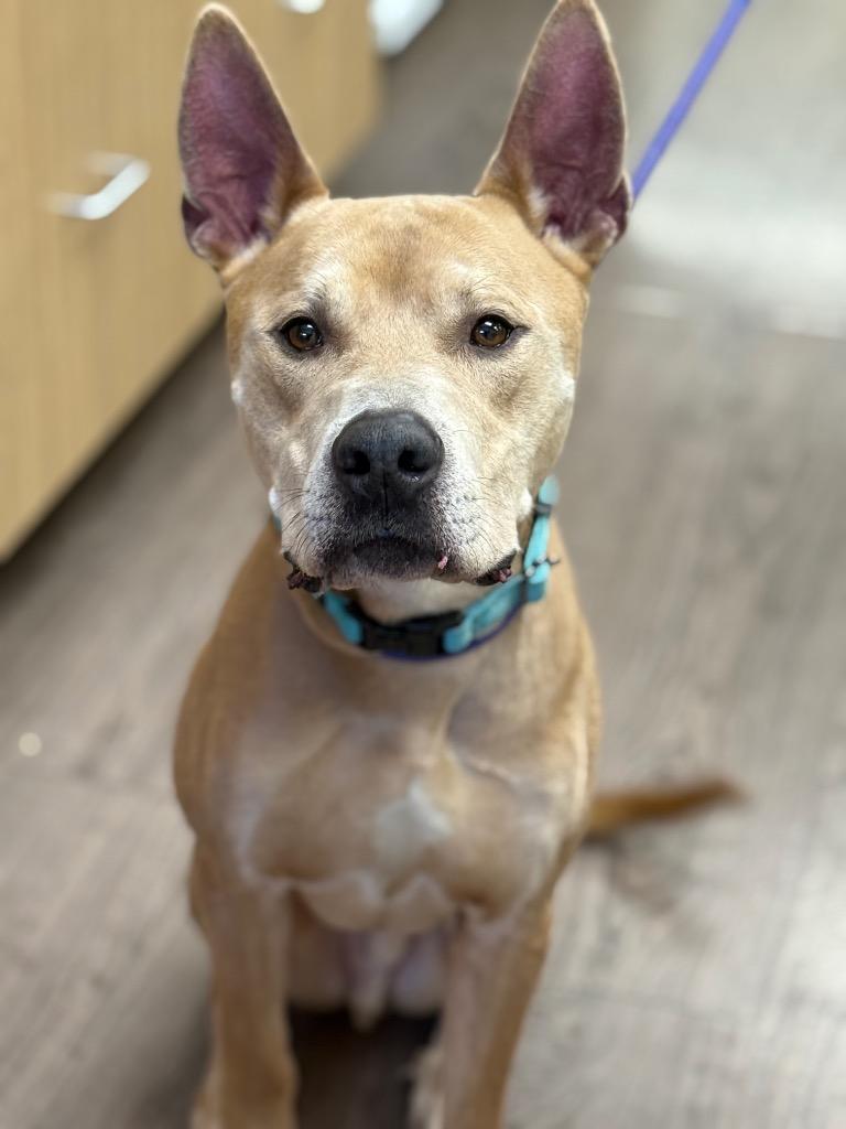 Enlarge Scooby, a Adoptable mixed breed in Gillette, WY image 2/2