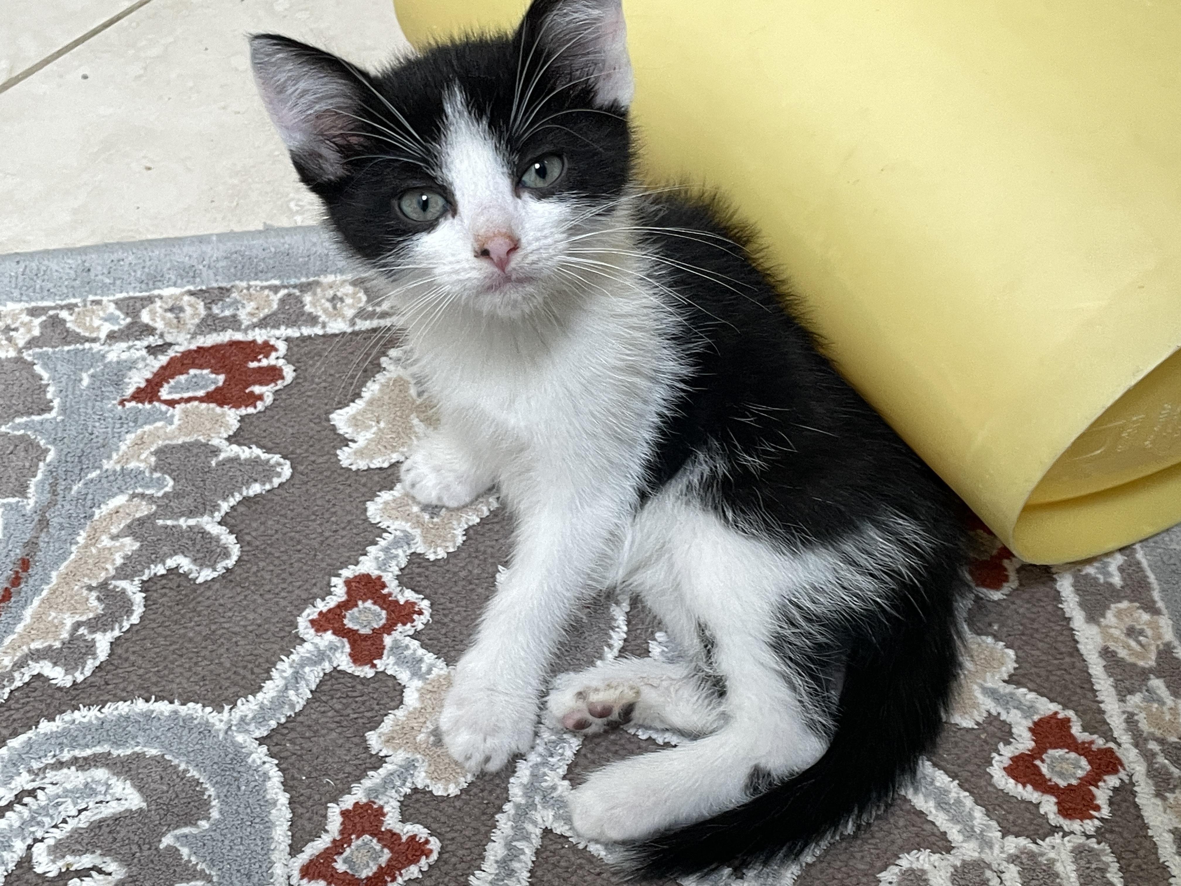 Silas, Adoptable, Kitten Male Domestic Short Hair.