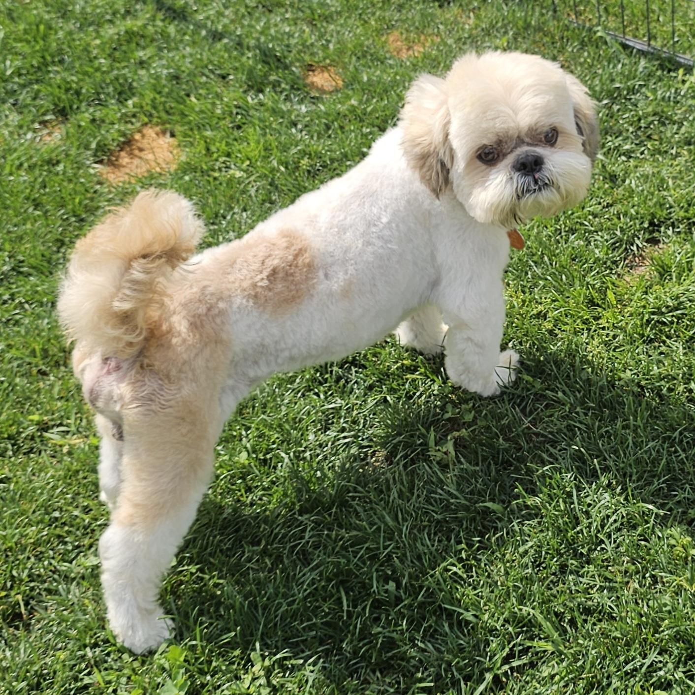 BOGEY, an adopted Shih Tzu in Fenton, MI image 3/6