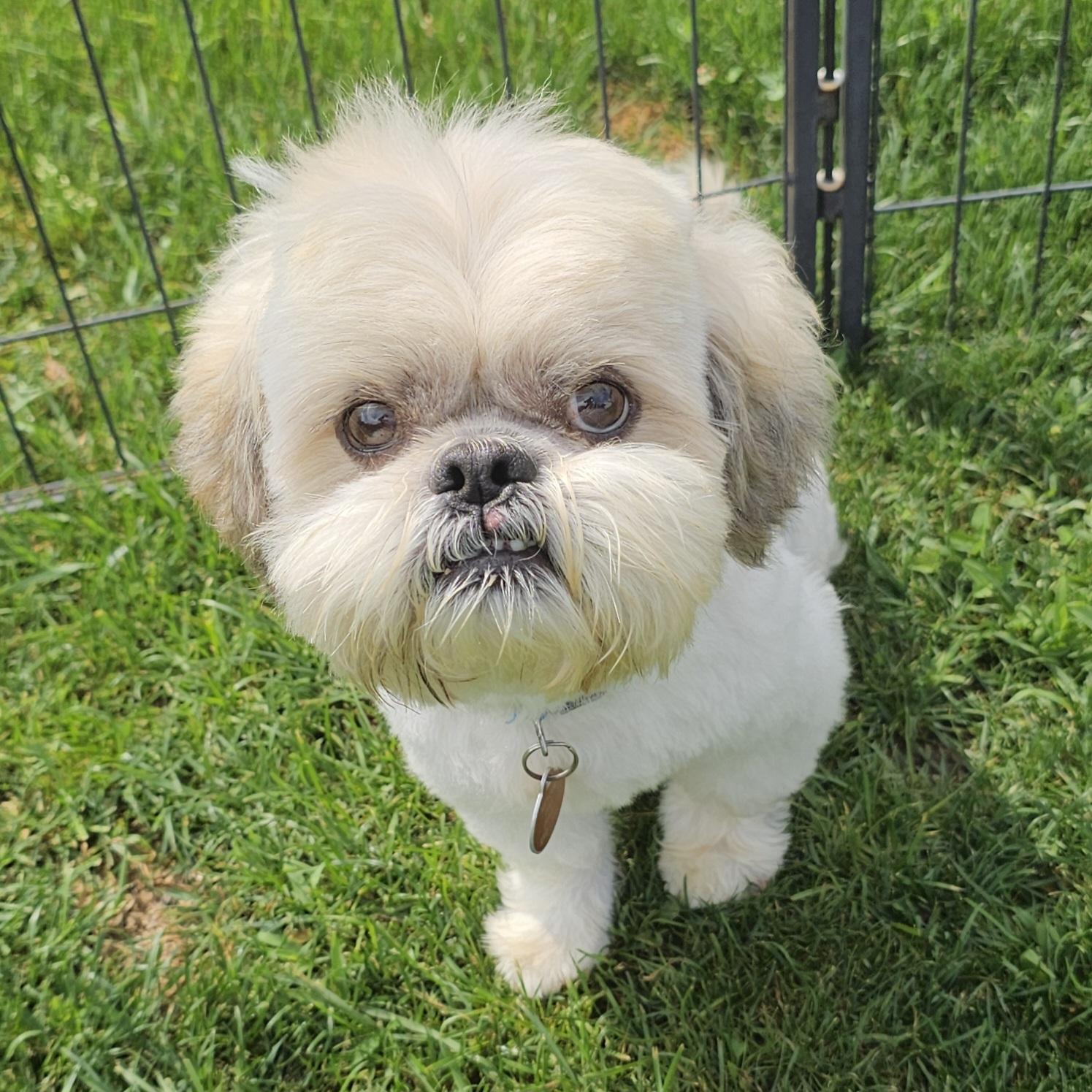 BOGEY, an adopted Shih Tzu in Fenton, MI image 2/6