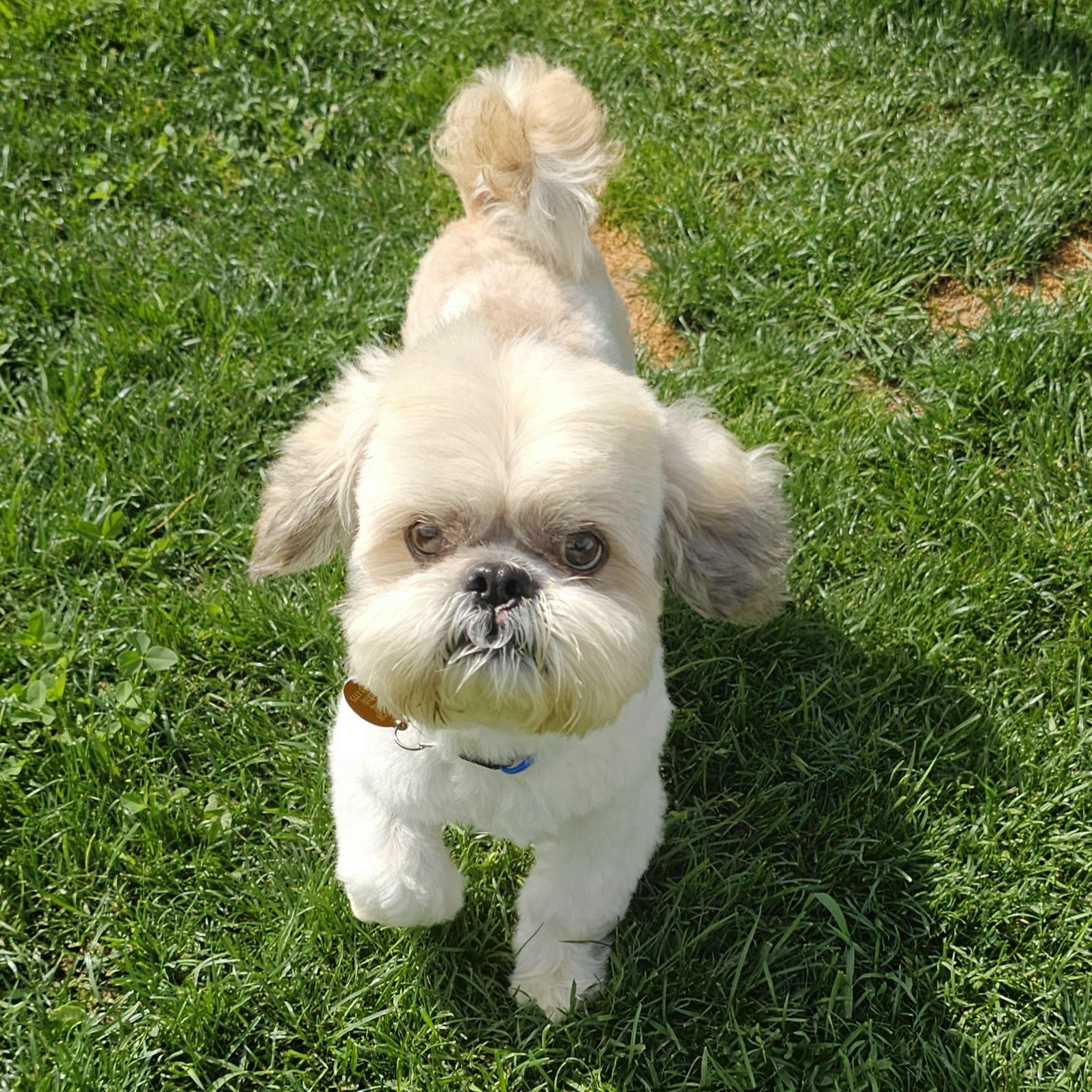BOGEY, an adopted Shih Tzu in Fenton, MI image 5/6
