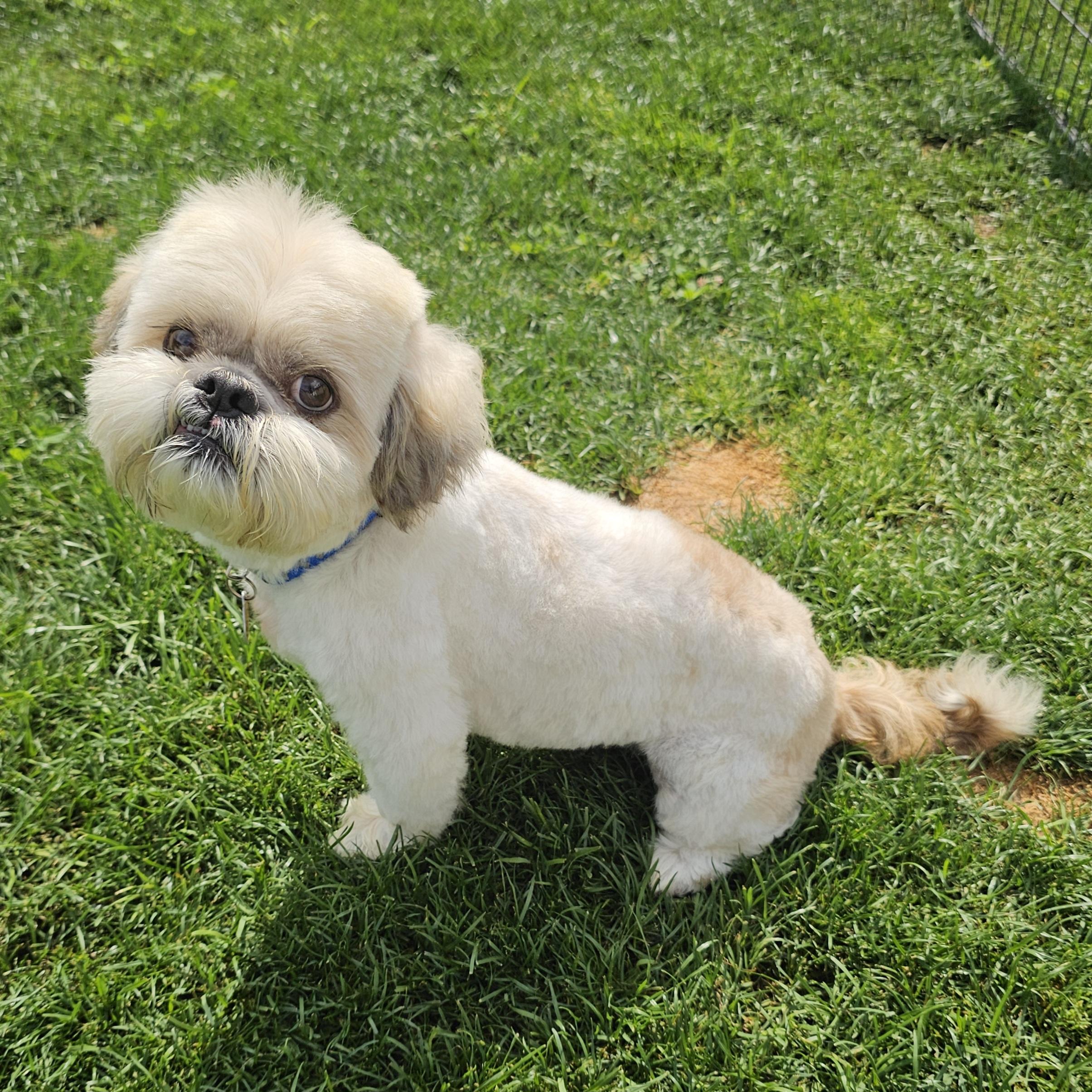 BOGEY, adopted, Young Male Shih Tzu.