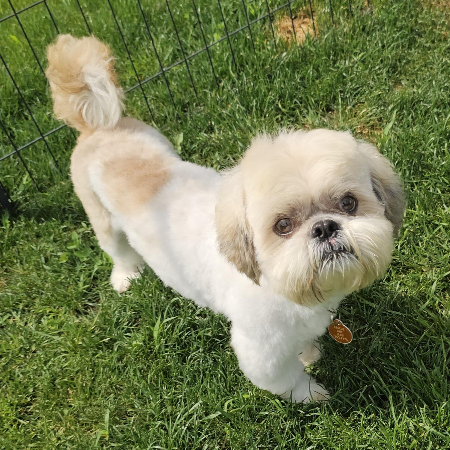 BOGEY, an adopted Shih Tzu in Fenton, MI image 4/6