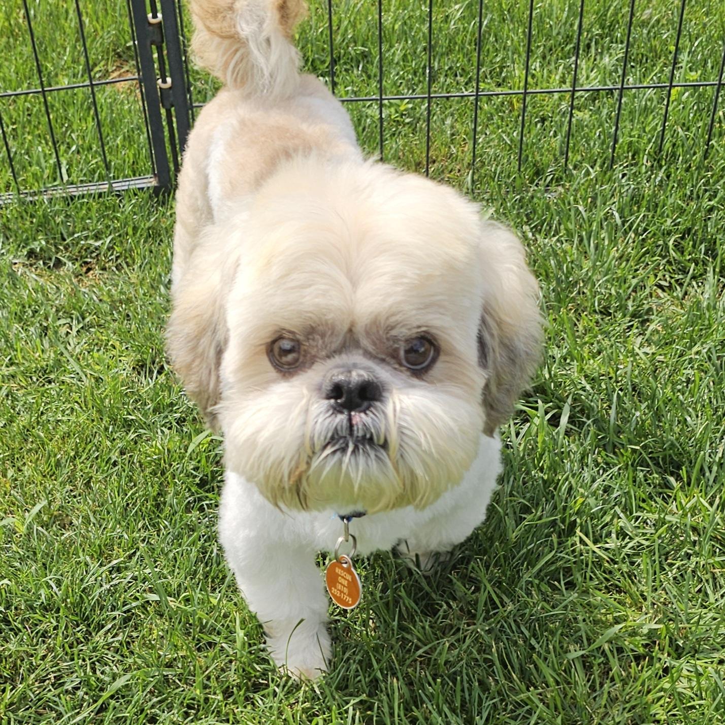 BOGEY, an adopted Shih Tzu in Fenton, MI image 6/6