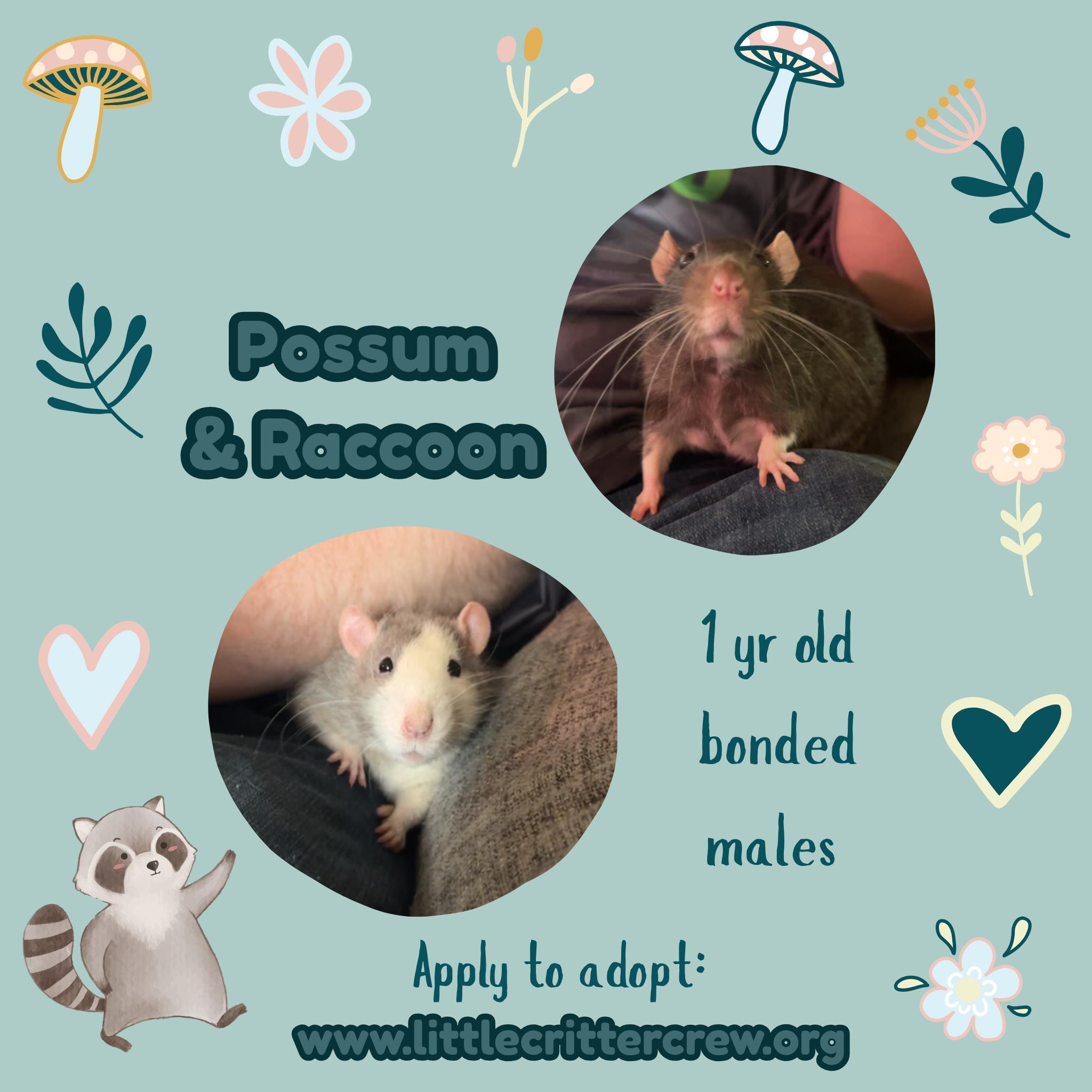 Possum & Raccoon