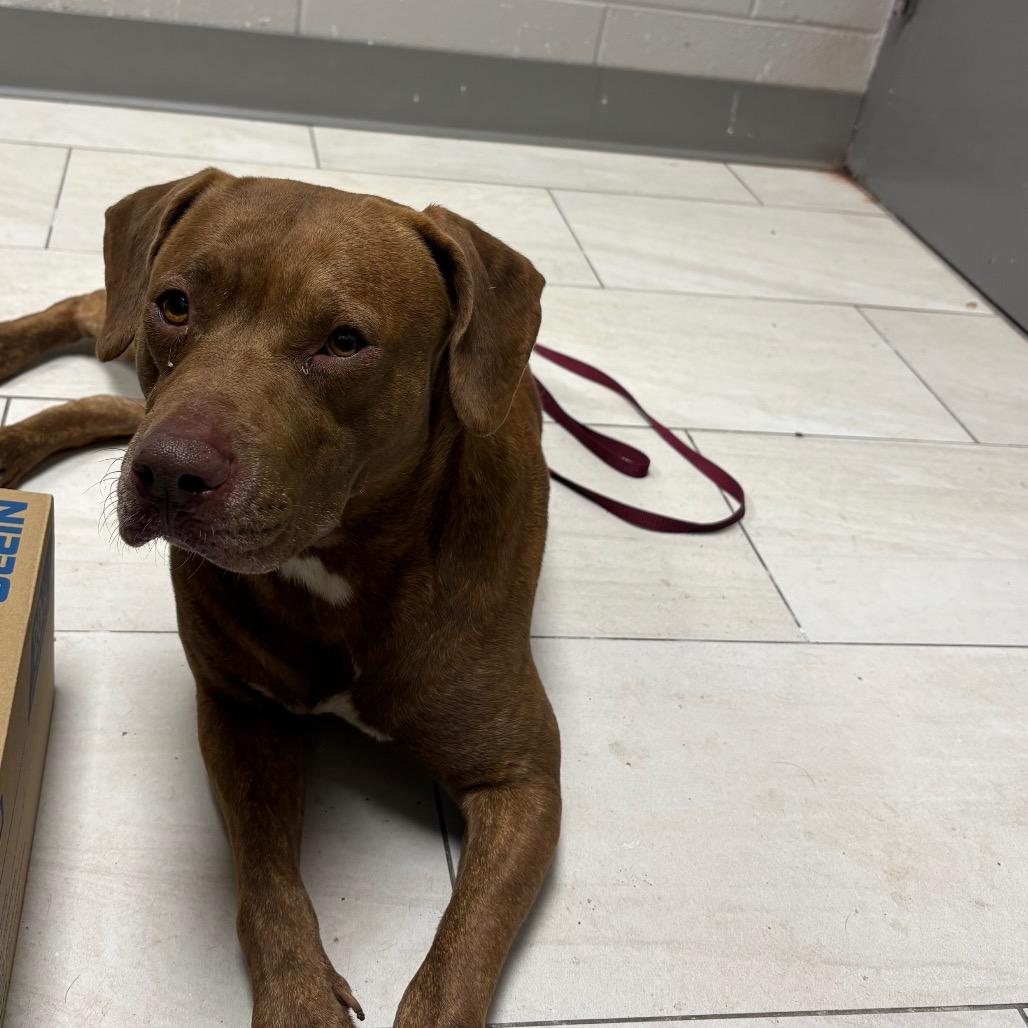 Bunny, Adoptable, Adult Female Pit Bull Terrier.