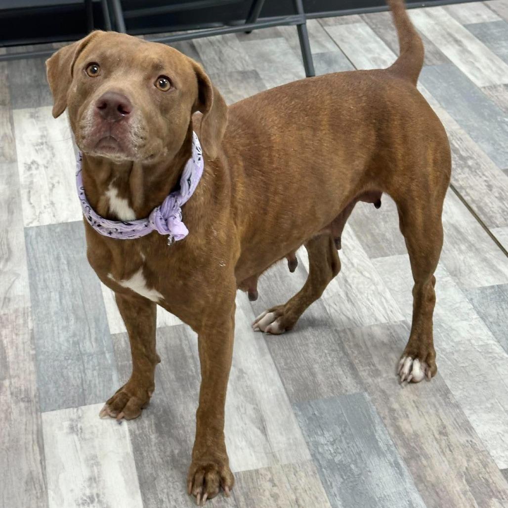 Enlarge Bunny, a Adoptable Pit Bull Terrier in Lufkin, TX image 2/5