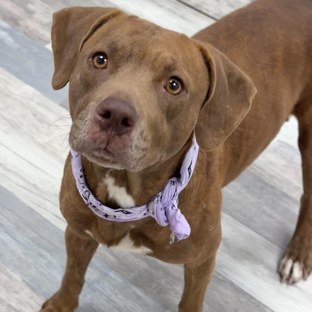 Enlarge Bunny, a Adoptable Pit Bull Terrier in Lufkin, TX image 3/5